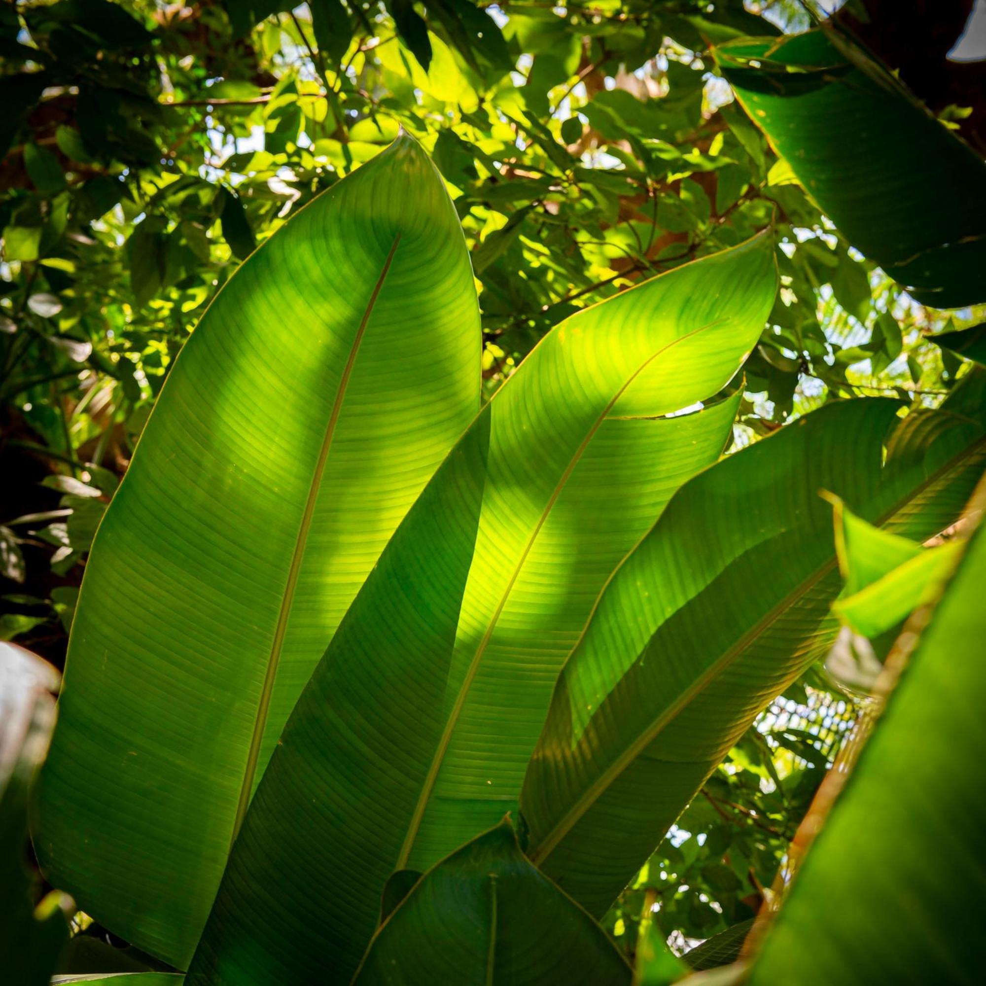 Bed and breakfast Secret Garden Iguazu 3*