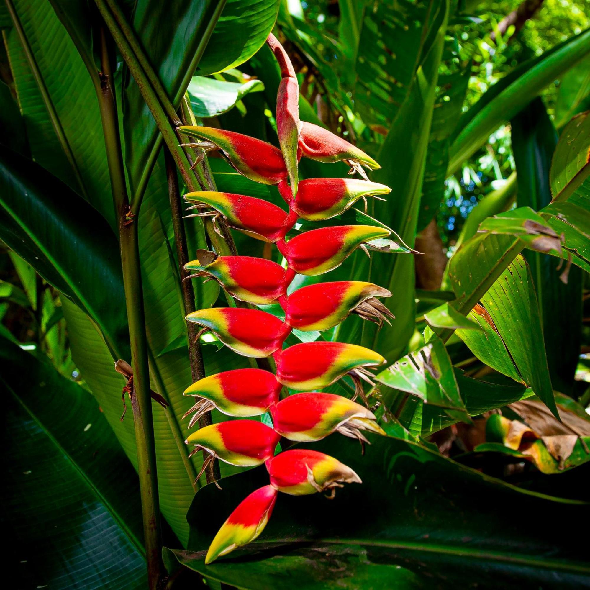 Secret Garden Iguazu 3* Puerto Iguazú
