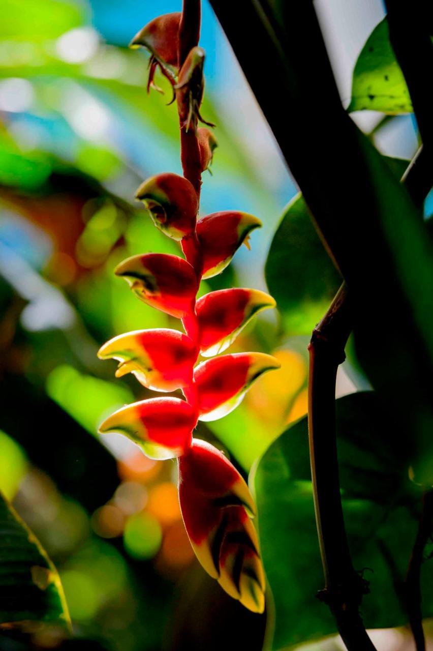 Secret Garden Iguazu Bed and breakfast 3*